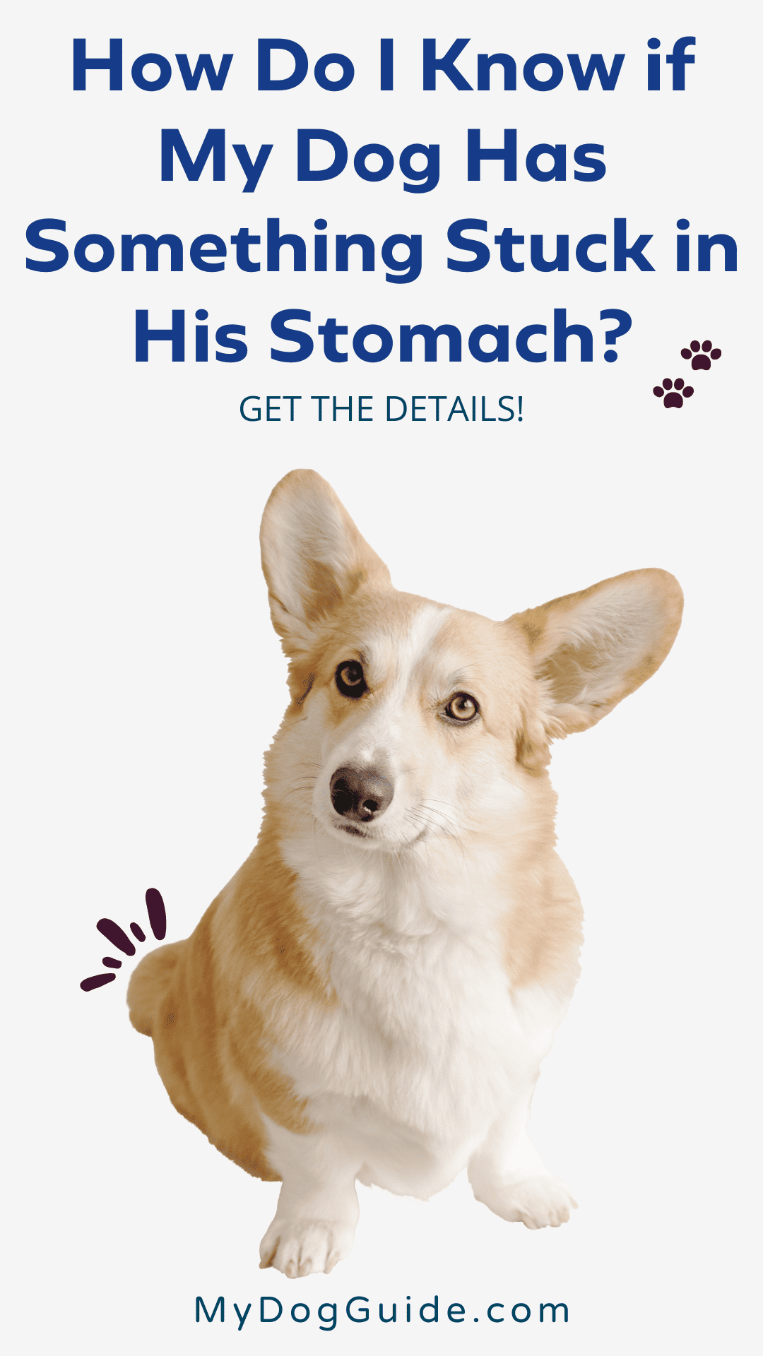 How Do I Know if My Dog Has Something Stuck in His Stomach