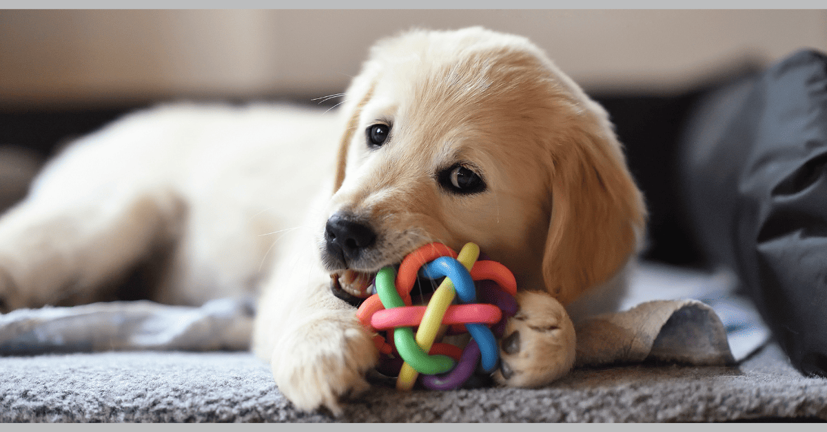 How Do You Know if Your Dog's Hips Hurt?