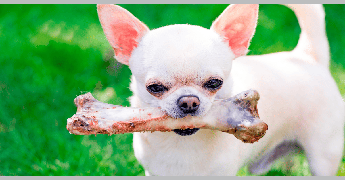 How Do You Know if Your Dog's Hips Hurt?