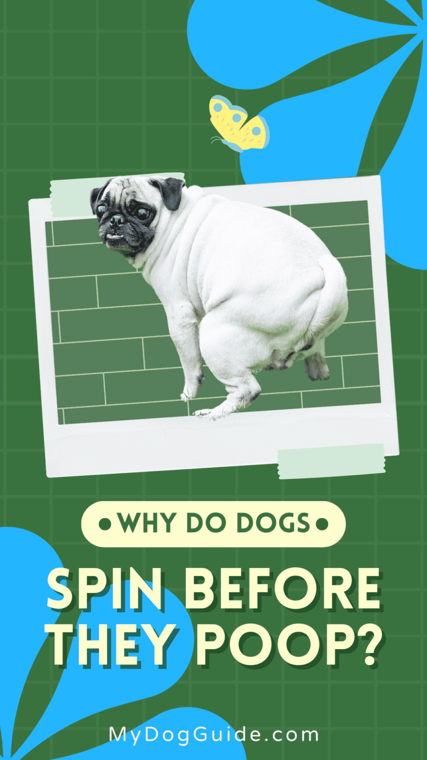 Why Do Dogs Spin Before They Poop?