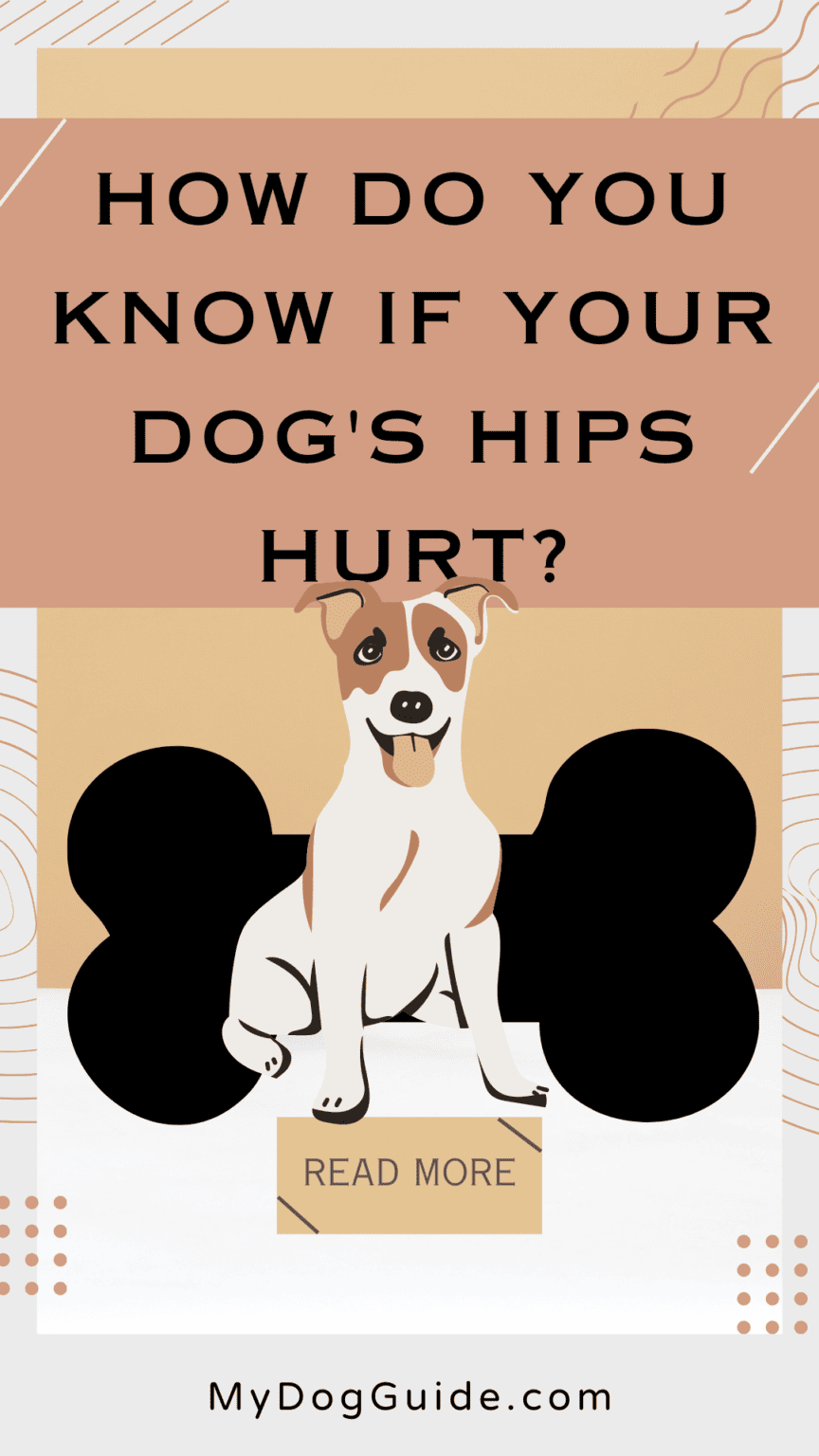 How Do You Know if Your Dog's Hips Hurt?