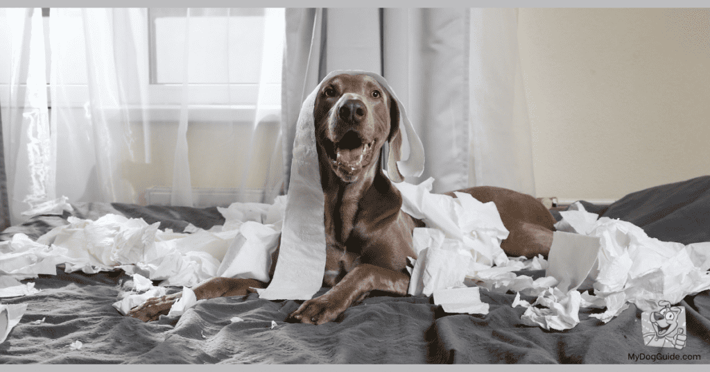 Why Do Dogs Spin Before They Poop?